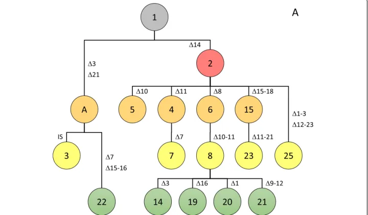 Fig. 4 Genealogy of spoligotypes from pathotype A strains. Postulated mutational events leading to the observed spoligotypes are indicated, starting from the ancestral spoligotype with all 23 spacers (Fig