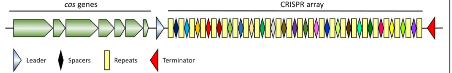 Fig. 1 Schematic representation of the X. citri pv. citri CRISPR/Cas locus. Conserved repeats are shown as yellow rectangles, spacers are represented by diamonds in different colors and the leader with the presumed promoter and the terminator region are re