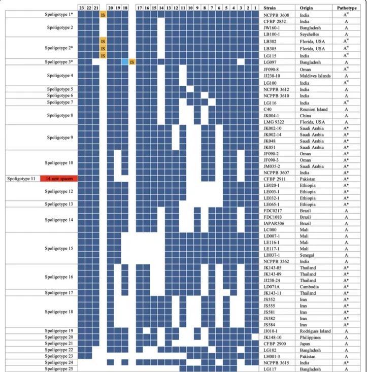 Fig. 2 Spoligotypes of 56 X. citri pv. citri strains. CRISPR arrays are oriented with the leader-proximal spacers on the left side