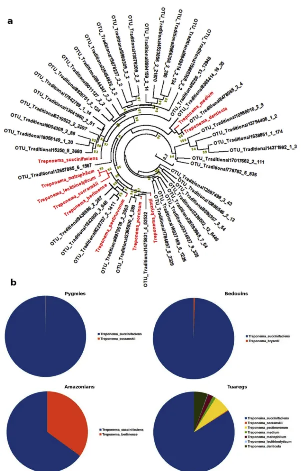 FIG. 4. (a) Maximum likelihood phylogenetic tree constructed using 16S ribosomal RNA sequences from unidenti ﬁ ed Treponema operational taxonomic units