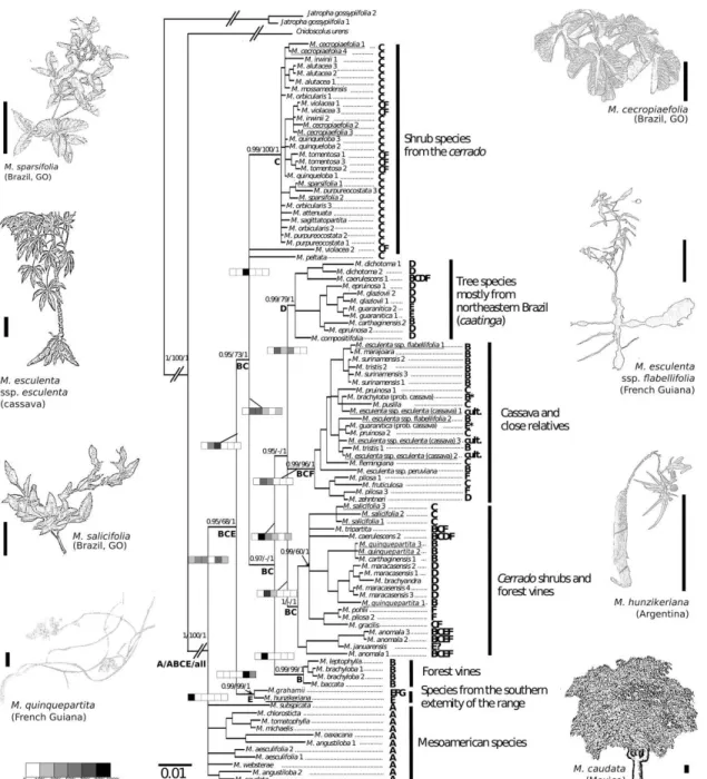 Figure  2.  Phylogeny  of  Manihot,  based  on  sequences  of  the  two  nuclear  genes  (NIA  and  G3pdh)