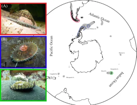 Figure 1.  distribution of Nacella in the southern ocean (in grey) including maritime Antarctica, south America and sub-Antarctic  oceanic islands (Marion, Kerguelen, Heard, Macquarie and Campbell)