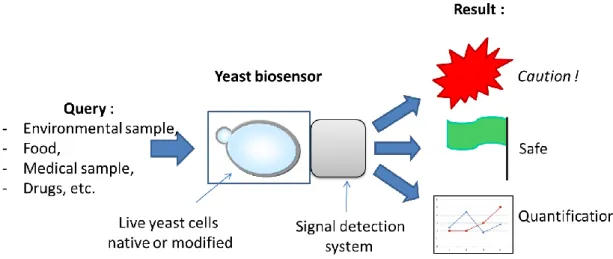 Figure 1. General scheme of a yeast biosensor’s purpose and functioning. Different possible inputs  appear on the left, in a non-exhaustive list
