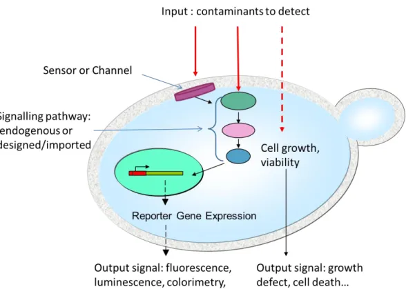 Figure  2. Key  features  of  yeasts  cells  as  biosensor  sensitive  elements.  While  some  environmental  contaminants can penetrate into the yeast cell and directly affect cell growth or viability, others (and  particularly the biggest molecules) are 