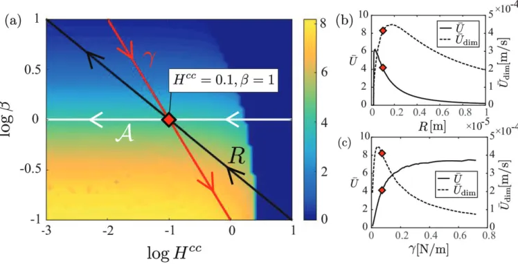 FIG. 6: Effect of the microrocket radius, R, chemical activity, A, and surface tension, γ, on the propulsion: (a) Average microrocket velocity (non-dimensional) versus H cc and β; the red diamond corresponds to the reference conditions H cc = 0.1 and β = 1