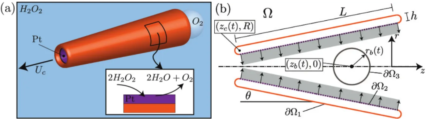 FIG. 1: Microrocket: (a) Dissolved oxygen (O 2 ) is produced by the decomposition of hydrogen peroxide onto a platinum-coated surface