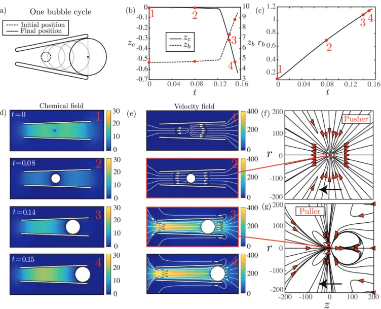 FIG. 3: Chemical and bubble dynamics over one bubble cycle for H cc = 0.1, β = 1 and θ = 2 ◦ : (a) Sketch of one bubble cycle, starting when the bubble is in the initial position and ending when it exists the cone