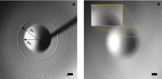 Fig. 1 Expanding phase of a pulsation. a P 1 , with three images shifted by 28.3 ms superimposed; arrows indicate the way R D and R F are de ﬁ ned in Fig