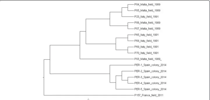 Fig. 2 Dendrogram of matrix-assisted laser desorption/ionization time of flight (MALDI-TOF) mass spectra (paired-group dice algorithm) of Phlebotomus perniciosus specimens from different groups (colony, geographical origin of field specimens; for condition
