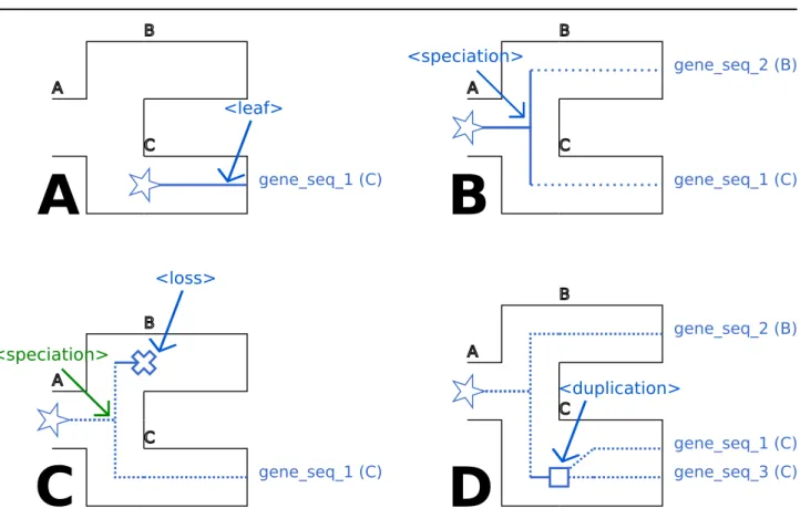 Fig. 1. A. Representation of the &lt;leaf&gt; tag. B. Representation of the &lt;speciation&gt; tag