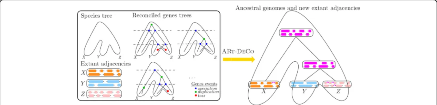 Figure 1 Input and output of the ARt-DeCo method. The left box shows the input of ARt-DeCo: a species tree (here on extant species X, Y and Z), the adjacencies in the genome of extant species (each colored block represents a contig, that is, a linear arran