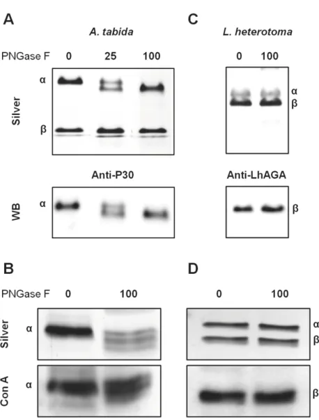 Fig 6. Glycosylation profile of AtAGA and LhAGA subunits. Total venom collected in PBS was heat- heat-denatured in presence of SDS and β-mercaptoethanol and incubated overnight at 37˚C in absence or presence of different quantities of PNGase F (in units)