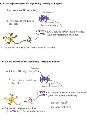 Figure 6. Proposed Model by which Hh Signaling Mediates Glial Proteostasis and Neuroprotection