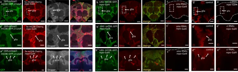 Fig. S1. Location and expression of Hh signalling components in the adult brain, Related to Figure 1 