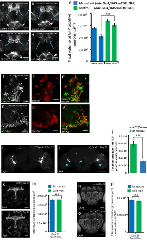 Fig S2. DA neuron loss in hh mutant flies, Related to Figure 1 