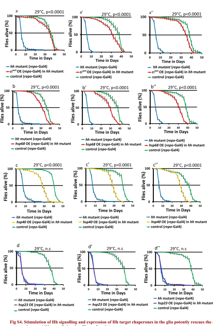 Fig S4. Stimulation of Hh signalling and expression of Hh target chaperones in the glia potently rescues the hh  mutant shortened lifespan, Related to Figure 3 and 4