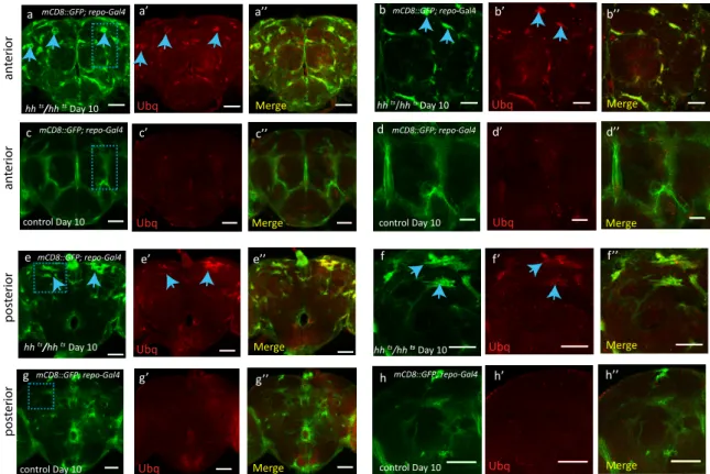 Fig. S6. Proteostasis defects in hh mutant flies, Related to Figure 4.  