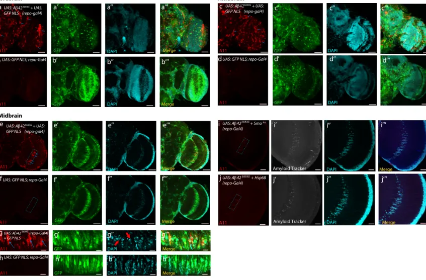 Fig. S9. Detection of Amyloid aggregates in adult brains of flies expressing the human Aβ42 E693G  variant in glial cells, Related to  Figure 5.