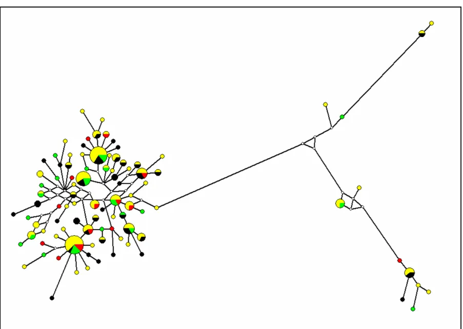 Figure 3B.  Median Joining networks obtained with differential weighting of transitions, transversions and indels, for D-loop sequences of  S