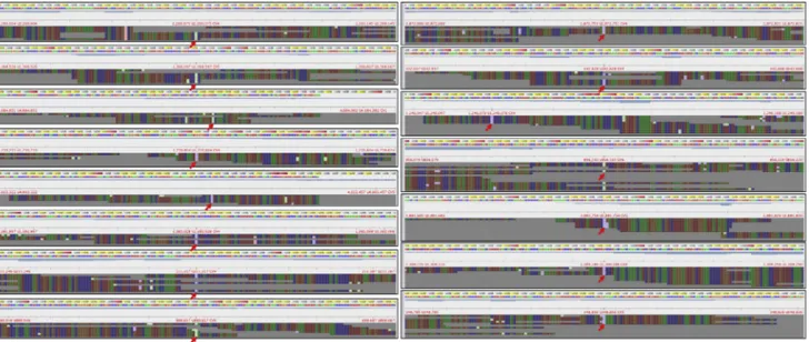 Figure S3. Reads Supporting the Gok2 SNVs, Related to Figure 2