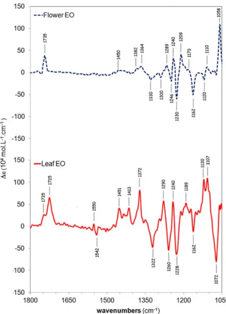 FIGURE 7 VCD chiral signatures in CCl 4 of flower (dark blue) and leaf (red) crude EOs from sample 1