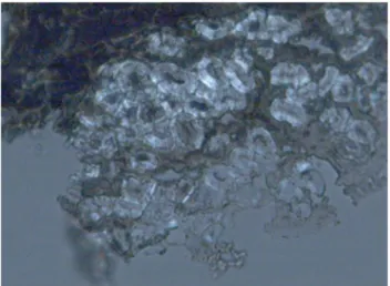 Fig. 6. Fibers on transversal section of ﬁnding n. 1219, observed under polarized light microscope