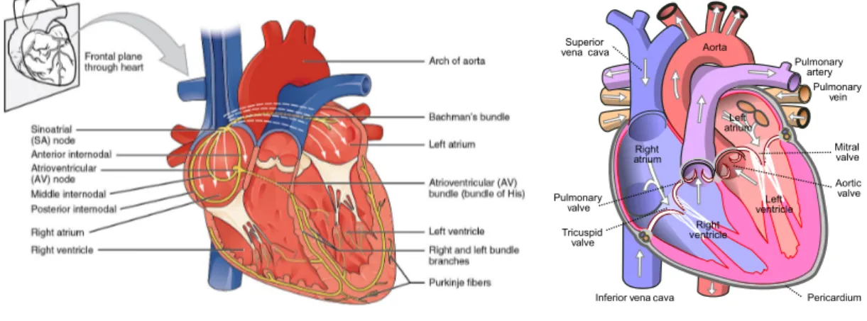 Fig. 2.1.: Diagrams of the human heart a) Heart conduction system, represented in yellow