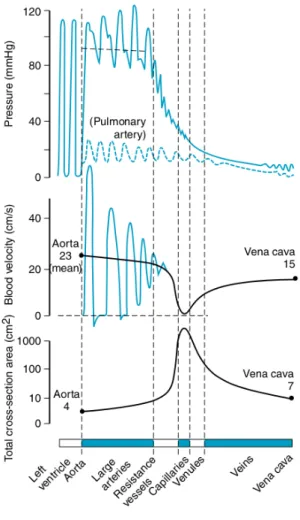 Fig. 2.4.: The top row shows the pressure oscillations along the vascular tree for the systemic (solid line) and pulmonary circulation (dashed line)