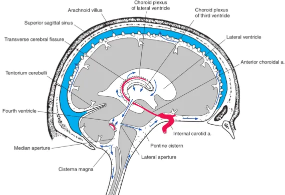 Fig. 2.9.: Path of CSF circulation (blue arrows) from its formation in the ventricles to its ab- ab-sorption into the superior sagittal sinus