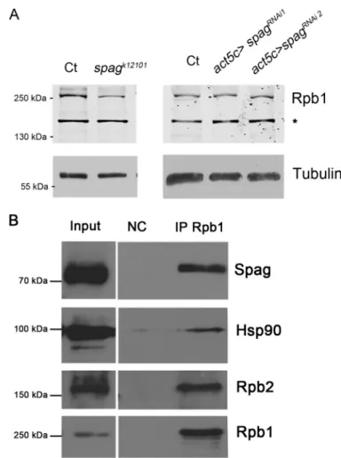 FIGURE 8.Spag interacts with Rpb1. A, largest subunit in RNA polymerase II, Rpb1 (RpII215), showed a moderate decrease in extracts from spag k12101 L3 and no sensible variation inGal4 act5C /spag RNAi pupae, as compared with matching controls