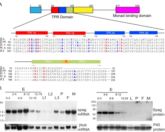 FIGURE 1. Spag protein structure and patterns of gene expression and protein accumulation during Drosophiladevelopment