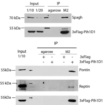 FIGURE 3.Spag, dPih1D1, Reptin, and Pontin associate in Drosophilacells to form R2TP. Drosophila S2 cells were transiently transfected to express 3 ⫻ FLAG-dPih1D1 or 3 ⫻ FLAG alone