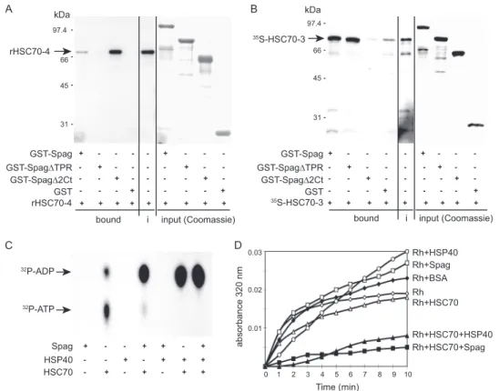 FIGURE 5.Spag is a genuine Hsp70 co-chaperone.Spag interacts differentially with different Hsp70 isoforms