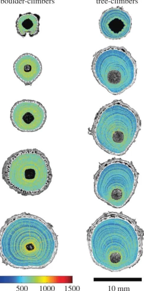 Figure 8. Comparative wood density between climbing phenotypes, wood density colour scale values are shown in kg m 23 