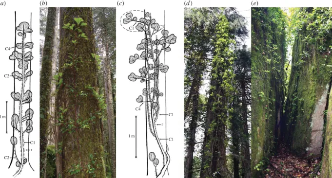 Figure 1. Long-vertical climbing habit of H. seemannii. Schematic representations and pictures of young (a,b) and mature tree (c,d ) and rock wall (e) climbing individuals in their natural habitat
