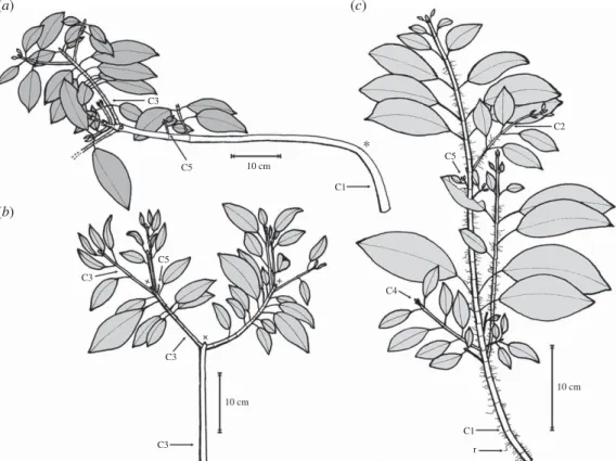 Figure 3. Detail of architectural axis categories in H. seemannii. (a) Axis category C1 forming the main axis of the plant structure