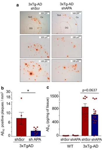 Fig. 5    Genetic down-regulation of endogenous APA reduces Aβ42- Aβ42-positive plaques and Aβ42 expression in 3xTgAD mice brain