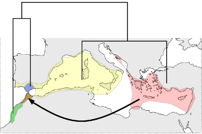 Figure  1 : Phylogéographie du caroubier. La carte montre la  distribution des quatre  principaux  groupes  génétiques  du  caroubier  reliés  entre  eux  par  un  schéma  de  la  divergence  génétique  en  deux  puis  quatre  lignées  génétiques