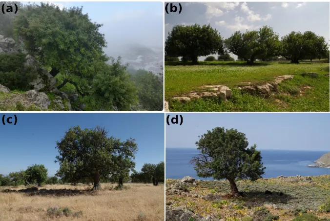 Figure 2 : Photographies de caroubiers. (a) Caroubier de régénération naturelle dans  un  habitat  rocheux  en  Andalousie,  au-dessus  d’Ubrique,  sur  un  versant  appelé 