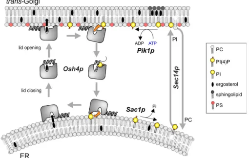 Figure  8.  Model  for  the  coupling  between  sterol and PI(4)P exchange by Osh4p. Osh4p  solubilizes  sterols  efficiently  from  neutral  and  loosely packed membranes