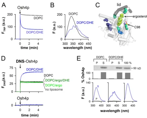 Figure 1.  Real-time measurement of DHE load- load-ing and extraction by Osh4p from large DOPC  liposomes