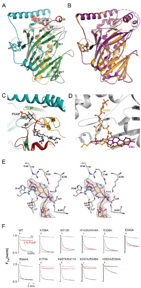 Figure 4.  Crystal structure of Osh4p in complex with  PI(4)P. (A) Overall structure. The lid region is shown in   red (residues 13–29), the N-terminal domain in orange   (30–116), the   -barrel in green (117–307), and the  C-terminal domain in cyan (308–
