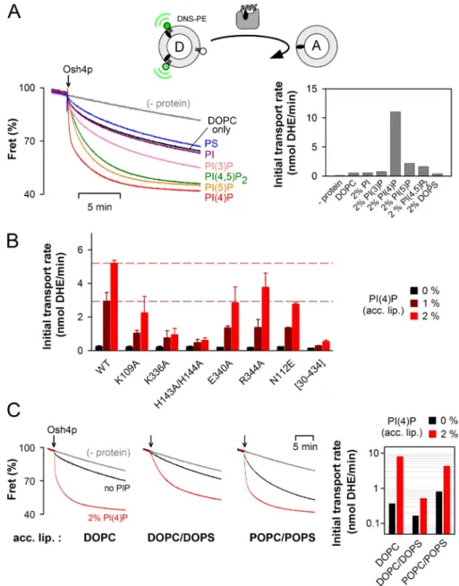 Figure  6.  Osh4p  optimally  transports  DHE  from neutral to PI(4)P-containing membranes