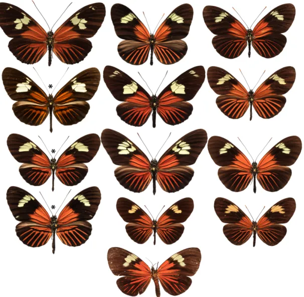 Fig 1. Diversity of the Amazonian dennis-ray mimicry ring. First row: H. burneyi huebneri, H