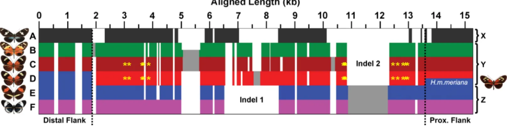 Fig 3. Schematic overview of the dennis region alignment architecture. Each group of alleles is characterised by a complex structure of insertion and deletion variation