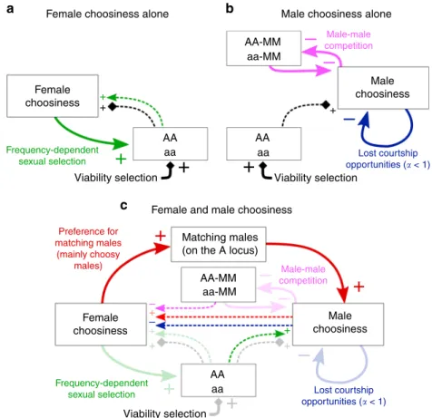 Fig. 1 Selective forces acting on female and male choosiness. Choosiness can only evolve in one sex (a, b) or can evolve in both sexes (c)