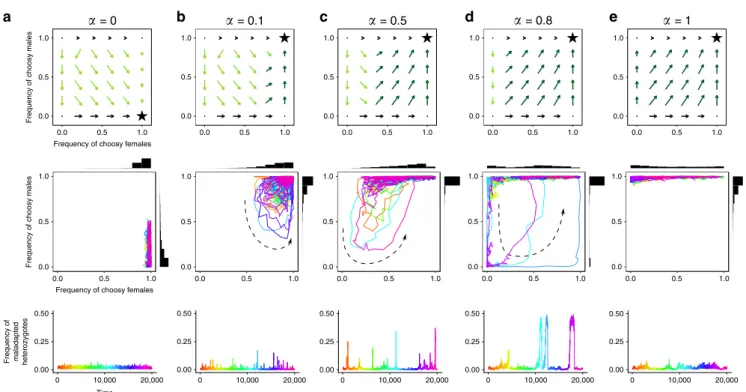 Fig. 4 Selection gradients for female and male choosiness and examples of stochastic simulations ( s ¼ 0 : 2, K ¼ 500) with different courtship reallocation values ( α )
