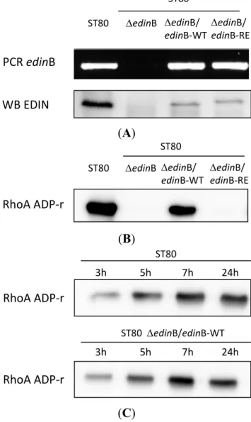 Figure 1. Characterization of the ST80 and ST80 derived strains. (A) Genetic and functional  analysis of the different strains