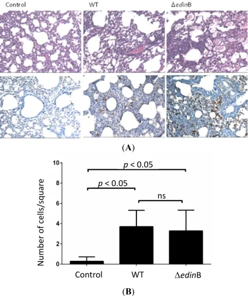 Figure 2. Histopathological examination. (A) Histopathological examination of the lung  tissues of control, WT- and ΔedinB-infected mice showing thickened alveolar walls heavily  infiltrated with immune cells (higher panels), as well as an immunohistochemi