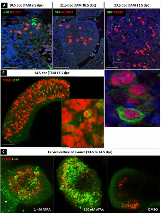 Fig. 2. Most of the germ cells do not respond to ATRA before 13.5 dpc. (A) Immunodetection of ATRA-responsive cells (GFP positive, green) and germ cells (POU5F1-  or TRA98-positive cells, red) in 10.5, 11.5, and 13.5 dpc Tg(RARE-Hspa1b-cre/ER T2 ) ovarian 